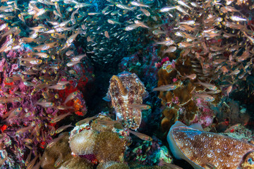 A pair of beautiful Cuttlefish surrounded by Glassfish on a colorful tropical coral reef (Richelieu Rock()