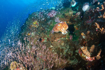 Fototapeta na wymiar Huge Pharaoh Cuttlefish on a colorful tropical coral reef at dusk