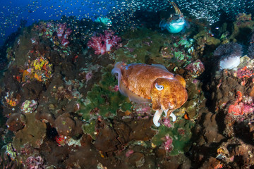 Naklejka na ściany i meble Huge, beautiful Pharaoh Cuttlefish on a tropical coral reef at dawn (Richelieu Rock, Thailand)