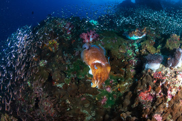 Huge, beautiful Pharaoh Cuttlefish on a tropical coral reef at dawn (Richelieu Rock, Thailand)