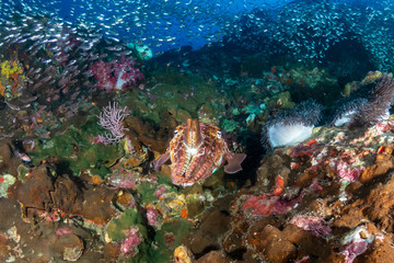 Huge Pharaoh Cuttlefish on a colorful tropical coral reef at dusk