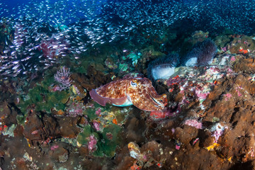 Naklejka na ściany i meble Huge, beautiful Pharaoh Cuttlefish on a tropical coral reef at dawn (Richelieu Rock, Thailand)