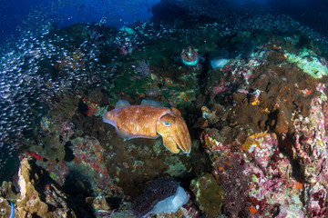 Huge, beautiful Pharaoh Cuttlefish on a tropical coral reef at dawn (Richelieu Rock, Thailand)