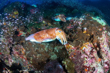Huge Pharaoh Cuttlefish on a colorful tropical coral reef at dusk