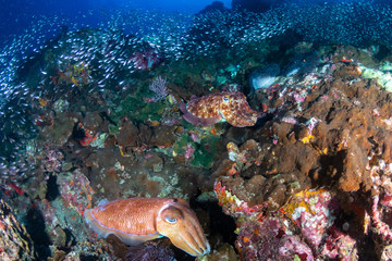 Fototapeta na wymiar Huge Pharaoh Cuttlefish on a colorful tropical coral reef at dusk