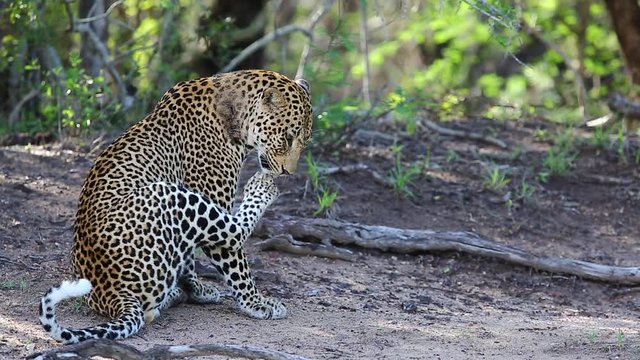 Close-Up of Male Leopard Scratching a Wound and Licking His Paw