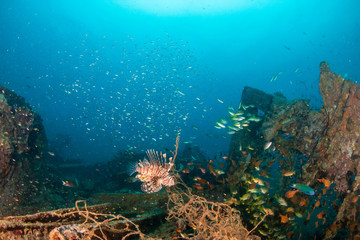 Fototapeta na wymiar A predatory Lionfish patrolling an old, broken shipwreck at dawn (Boonsung, Thailand)