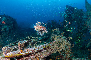 Fototapeta na wymiar A predatory Lionfish patrolling an old, broken shipwreck at dawn (Boonsung, Thailand)