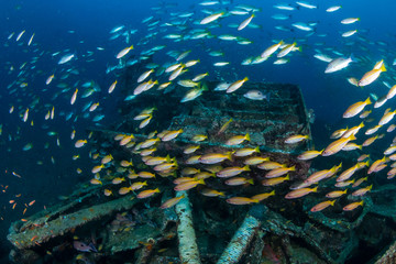 Schools of colorful tropical fish swarming around an old, broken underwater shipwreck