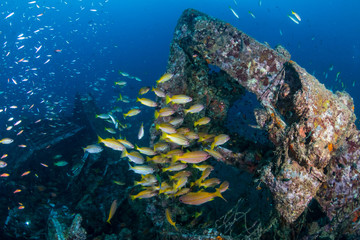 Schools of colorful tropical fish swarming around an old, broken underwater shipwreck