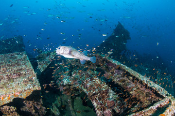 Schools of colorful tropical fish swarming around an old, broken underwater shipwreck