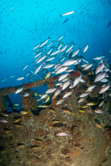Fototapeta na wymiar Schools of colorful tropical fish swarming around an old, broken underwater shipwreck