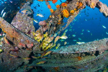 Schools of colorful tropical fish swarming around an old, broken underwater shipwreck