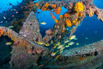 Schools of colorful tropical fish swarming around an old, broken underwater shipwreck