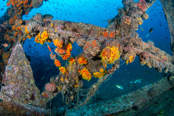 Obraz na płótnie Canvas Schools of colorful tropical fish swarming around an old, broken underwater shipwreck