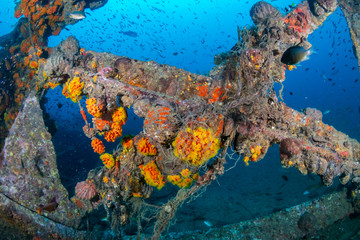 Schools of colorful tropical fish swarming around an old, broken underwater shipwreck