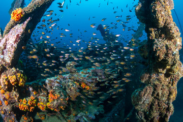 Schools of colorful tropical fish swarming around an old, broken underwater shipwreck