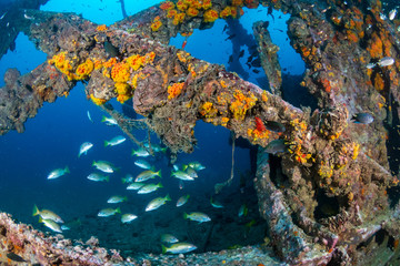 Fototapeta na wymiar Schools of colorful tropical fish swarming around an old, broken underwater shipwreck
