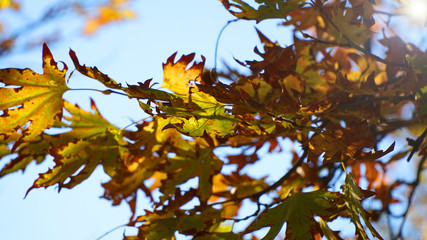 autumn leaves on tree
