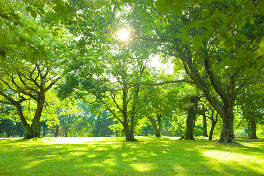 morning forest sunshine