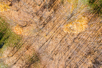 top view of naked park trees and ground covered with dry fallen foliage