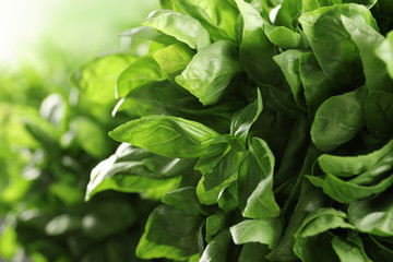 Fototapeta na wymiar Fresh green basil leaves on blurred background, closeup
