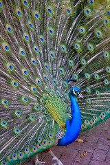 Obraz premium Peacock strutting