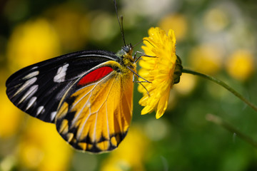 Beautiful butterfly sucking sweet water from yellow flowers
