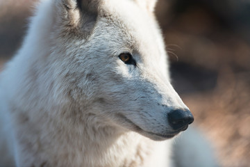 Arctic wolf (white wolf, canis lupus arctos)