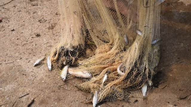Many freshwater fishes caught with local  tool , Fisherman hands take fish off fishing net , Thailand