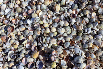 seashells for background