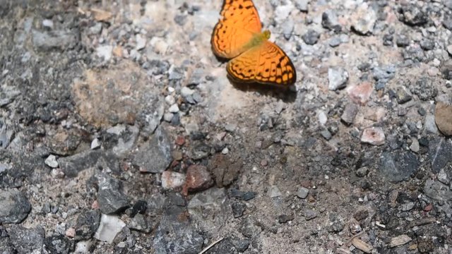 The Small Leopard  butterfly walking on ground , Black stripes on orange color wings of tropical insect
