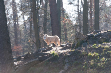 Obraz premium Wilk arktyczny (biały wilk, canis lupus arctos)