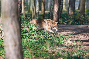 Eurasian wolf (canis lupus lupus, common wolf, Middle Russian forest wolf)