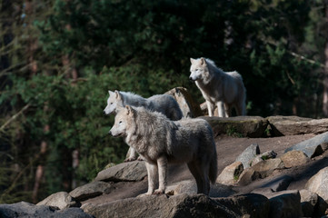 Arctic wolf (white wolf, canis lupus arctos)