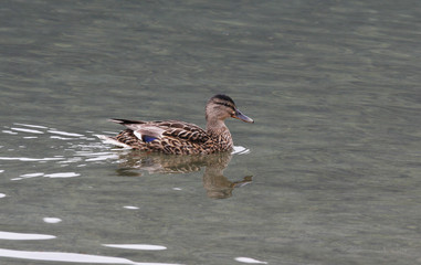 Wild duck on water