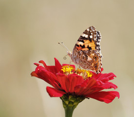 Superb butterfly resting on a flower