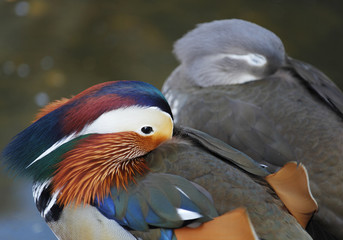 Couple of mandarin ducks resting