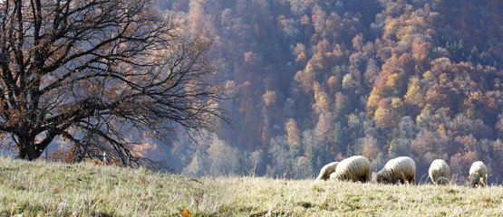 Autumn pastoral landscape