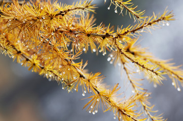 Larch (Larix) yellow autumn leaves full of rain drops