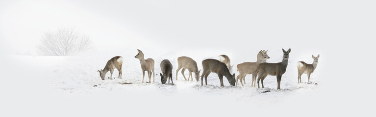 Herd of wild deers isolated in the snow