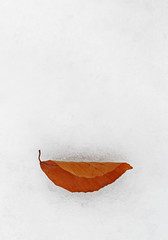 Fototapeta na wymiar Fallen red leaf on the fresh white snow like a winter smile