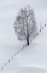 Isolated tree and fence on snow