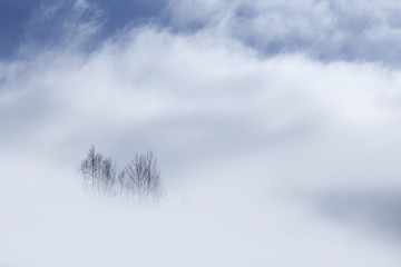 Winter trees top showing up from the white clouds in the mountains