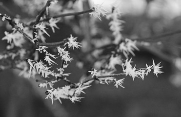 Frost shapes on a tree twing