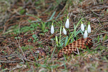 Few snowdrops growing near a fallen pine cone