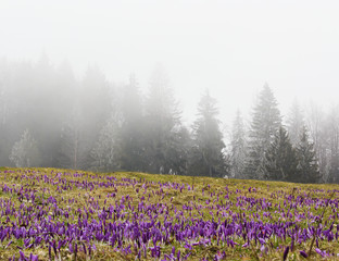 Cold mountain landscape with fields of crocus flowers and fir trees in mist