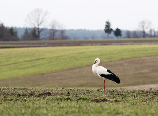 Obraz na płótnie Canvas Stork resting on one leg with beak in feathers in the middle of the field