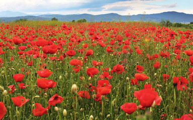 Fototapeta na wymiar Poppies on mountain meadow