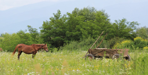 Fototapeta na wymiar Horse and cart resting